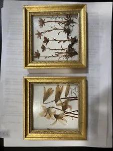 NEW LISTINGPair Of Vermont Botanical Frames Dried Flowers