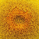 Summer Yellow Sunflower, Closeup Detail of Sunflower, Floral Canvas Photograph Wall Art Print