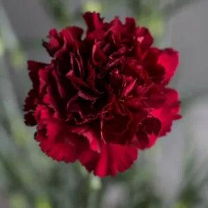 Organic Flower Seeds Carnation Garden Grenadine Bordeaux (Dianthus caryophyllus)