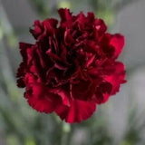 Organic Flower Seeds Carnation Garden Grenadine Bordeaux (Dianthus caryophyllus)