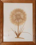 Vintage Frame Press Flower Tragopogon Salsify Goatsbeard Botanical Botany SIGNED