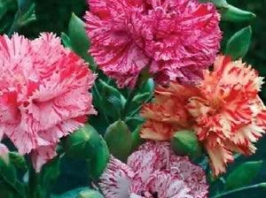 30+ Carnation Chabaud Picotee Mix / Perennial Flower Seeds