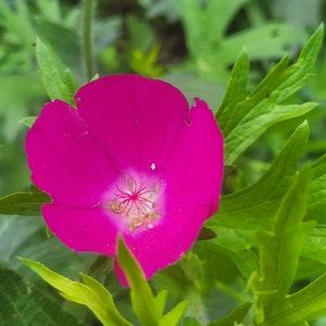 Wine Cups - Callirhoe Involucrata 10 seeds - Chemical Free, Bee and Pollinator Safe. Nectar Plant. Native Perennial.