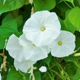 20+ Moonflower  Ipomoea Alba Seeds-B153