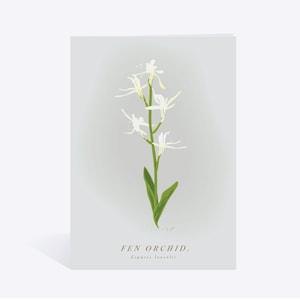 Fen Orchid Card. A6. Kraft Envelope. Norfolk Flower Card. Botanical Card, Floral Mothers Day Card. Plant Birthday Card. Spring Flower.