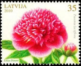 Latvia 2010 (03) Flower Blume Chinese Peony Pfingstrose