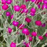Rose Campion Seeds, Lychnis Coronaria Seeds