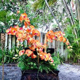 Chest of ORCHIDS