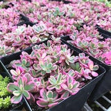 Sunsparkler Sedum "Dream Dazzler" - Sedum rupestre - Rare Succulent Seeds - Stonecrop Sedum, Showy Stonecrop, Succulent Sedum, Dazzleberry