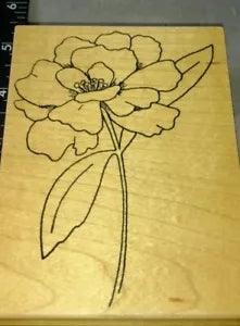 Poppy, peonies, flower, big, parked on rubber,209,rubber