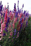 Larkspur Flower Delivery