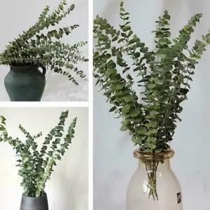 10pcs Air-dried Flower Eucalyptus Stems Branches Leaves Home Bouquet
