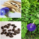 Single Layer Butterfly Pea Flower Seeds, Ceylon Herb Seeds, Blue Pea, Clitoria Ternatea Flower Seeds Butterfly Pea Seeds from Organic Tree
