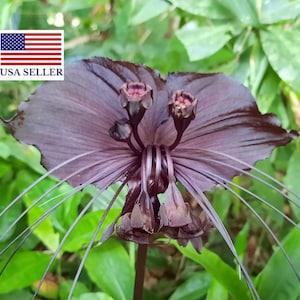 10 Black Bat Flower, Black Orchid, Bat Flower - 10 Seeds (Tacca chantrieri / Schizocapsa breviscapa) - Pack of 10 Rare and Viable Seeds