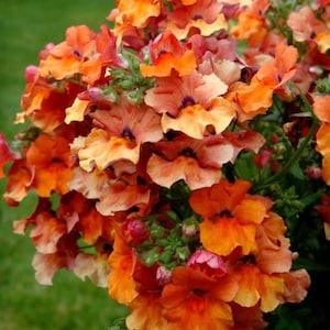 100+ Orange Nemesia Flower Seeds-Nemesia Strumosa-Exceptionally Bright Annual-Orange Prince-Long season Bloomer-B653