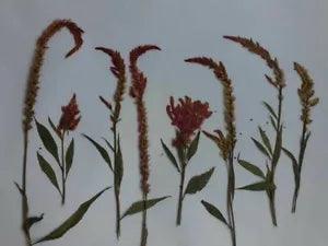 Pressed Natural Flowers And Leaves For DIY Scrapbooking Crafts Art Decoration