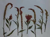 Pressed Natural Flowers And Leaves For DIY Scrapbooking Crafts Art Decoration