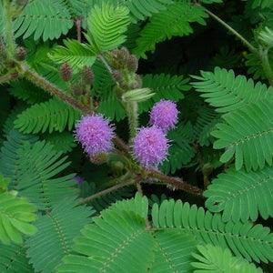 25+ Sensitive Plant Seeds- - Touch Me Not-MIMOSA PUDICA--Sleeping Grass-Prayer Plant-Humble Plant-G058