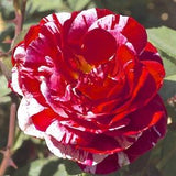 Dark red white rose seeds-20 seeds - code 359