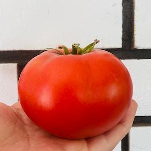 ?¡ãFantastic?¡À tomatoes. 15 seeds for the garden. Vegetable plant seeds. Vegetables.