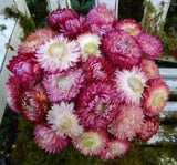 25+ Dried Straw Flower Mixed Color Pink, Cream Wired Stems, DIY Wedding Bouquet