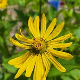 Cup Plant - Silphium Perfoliatum 30 seeds - Bee Magnet, Nectar Plant, Attracts birds. Chemical Free, Bee and Pollinator Safe
