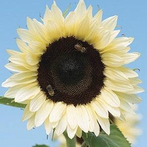 Mixed varieties - Sunflower seeds for planting