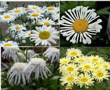 Shasta Daisy 'Various perennials': 5 Live Starter Plants