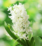 White Pearl hyacinths - best practices to care for them Flower Delivery