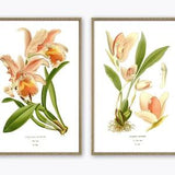 Orchid Flowers Print Set of 2, Botanical Wall Art, Pink Orchid Decor, Home Gallery, Flowers Poster