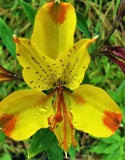 alstroemeria 'Glory of the Andes'  Peruvian Lily