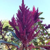 200+ Giant Purple Amaranth seeds, Amaranthus hypochondriacus ??Giant Purple',Giant Purple Edible plant seeds