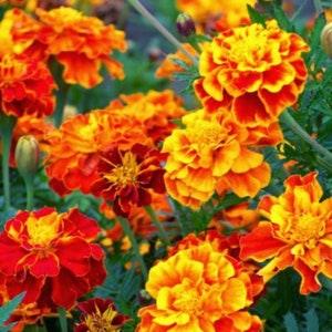 French Marigold Mix colours. 100 seeds. Easy care , low maintenance.