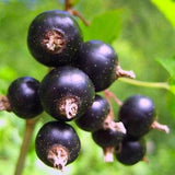 BLACK CHOKEBERRY - Aronia Melanocarpa - 50 seeds - Bonsai (photinia melanocarpa)