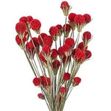 XHXSTORE 36 Pcs Red Dried Flowers Bouquet Natural Craspedia Billy Balls Dry