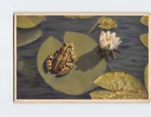 Postcard White Water Lily