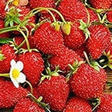 50 Heirloom Strawberry Seeds, Everberring Strawberries PERENNIAL Food, Prepper Medicinal Fruit Garden Bulk Seeds, Grow Tea + AWESOME Jelly
