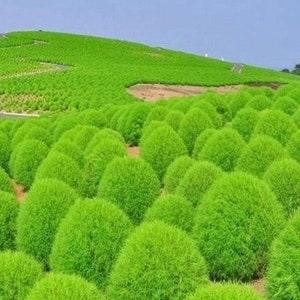 Summer Cypress Burning Bush Mexican Fireweed 1g / 300 Seeds - Kochia Scoparia GMO FREE