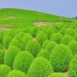 Summer Cypress Burning Bush Mexican Fireweed 1g / 300 Seeds - Kochia Scoparia GMO FREE