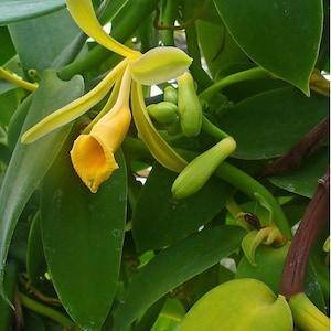 vanilla orchid Live plant & cuttings / Vanilla plantifolia