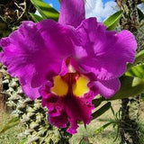 Cattleya Orchid Bloom size~Rlc. King of Taiwan 'Ta-Hsin  purple lavender flower~live plant~Fragrant