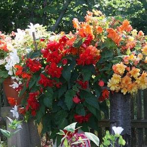 BEGONIA MIX Non Stop Tuberous Tuberhybrida Shade Flowers Forms A Tuber, 10 Seeds