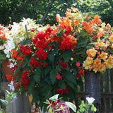 BEGONIA MIX Non Stop Tuberous Tuberhybrida Shade Flowers Forms A Tuber, 10 Seeds