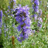 50 Seeds- Hyssop Plant Seeds- Hyssopus Officinalis--Flavoured Perennial-J052