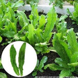 Eryngium foetidum - Mexican Coriander, Culantro - 500 Seeds