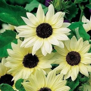 Sunflower Vanilla Ice 0.5g - 50 Seeds - Helianthus Debilis NON GMO