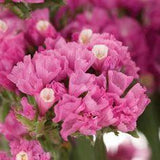 Statice Filler Flower Tinted Bright Pink - 10 bunches Flower Delivery