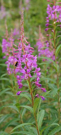 Surviving in the Wild: 19 Common Edible Plants Flower Delivery