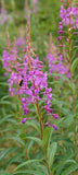 Surviving in the Wild: 19 Common Edible Plants Flower Delivery