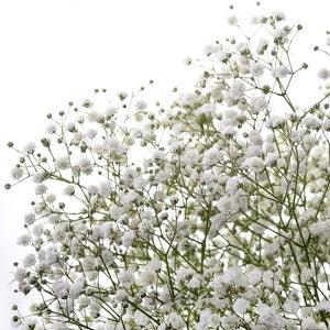 Baby's Breath Flower Seeds, "COOL BEANS N sprouts" Brand. Home Gardening.